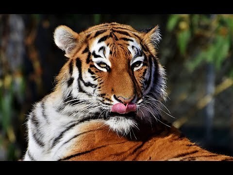 老虎 圖片